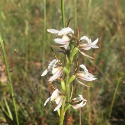 Prasophyllum candidum (Kiandra Leek Orchid) at Tantangara, NSW - 3 Jan 2022 by dgb900