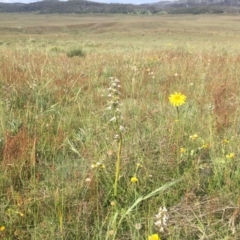 Paraprasophyllum candidum at Tantangara, NSW - suppressed