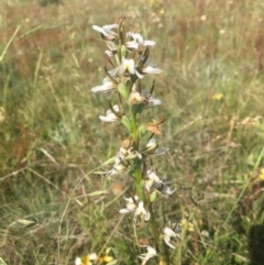 Paraprasophyllum candidum at Tantangara, NSW - suppressed