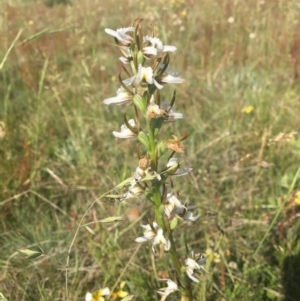 Paraprasophyllum candidum at Tantangara, NSW - suppressed