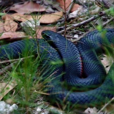 Pseudechis porphyriacus (Red-bellied Black Snake) at Broulee Moruya Nature Observation Area - 11 Jan 2022 by LisaH