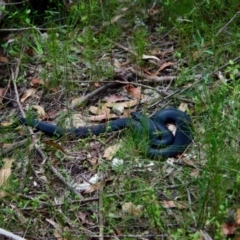 Pseudechis porphyriacus at Moruya, NSW - 11 Jan 2022