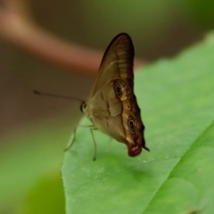 Hypocysta metirius (Brown Ringlet) at Broulee Moruya Nature Observation Area - 11 Jan 2022 by LisaH