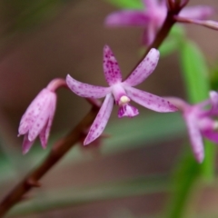 Dipodium roseum (Rosy hyacinth orchid) at Moruya, NSW - 10 Jan 2022 by LisaH