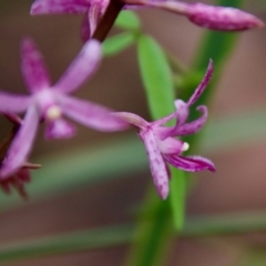 Dipodium roseum at Moruya, NSW - suppressed