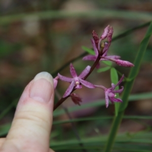 Dipodium roseum at Moruya, NSW - suppressed