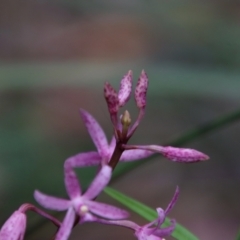 Dipodium roseum at Moruya, NSW - suppressed