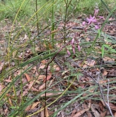 Dipodium roseum at Moruya, NSW - suppressed