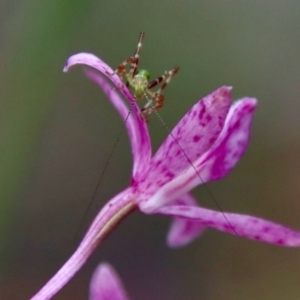 Caedicia simplex at Moruya, NSW - 11 Jan 2022