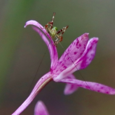 Caedicia simplex (Common Garden Katydid) at Broulee Moruya Nature Observation Area - 11 Jan 2022 by LisaH