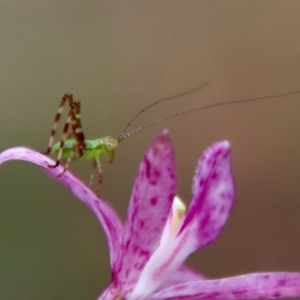 Caedicia simplex at Moruya, NSW - 11 Jan 2022