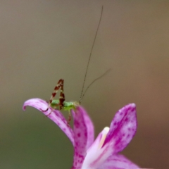 Caedicia simplex at Moruya, NSW - suppressed