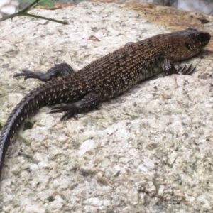 Egernia cunninghami at Paddys River, ACT - 10 Jan 2022