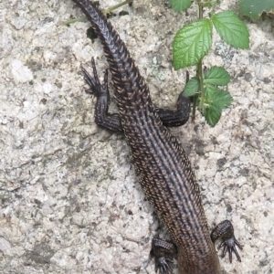 Egernia cunninghami at Paddys River, ACT - 10 Jan 2022