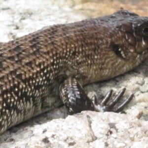 Egernia cunninghami at Paddys River, ACT - 10 Jan 2022