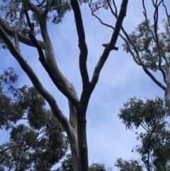 Callocephalon fimbriatum (Gang-gang Cockatoo) at Griffith, ACT - 11 Jan 2022 by redhillbirdlady