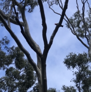 Callocephalon fimbriatum at Griffith, ACT - 12 Jan 2022