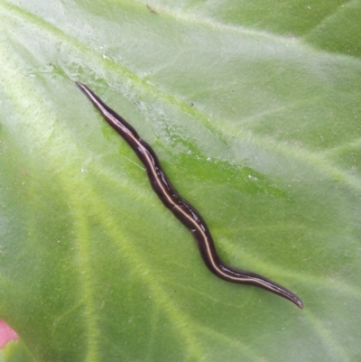 Caenoplana coerulea (Blue Planarian, Blue Garden Flatworm) at Pollinator-friendly garden Conder - 15 Nov 2021 by michaelb