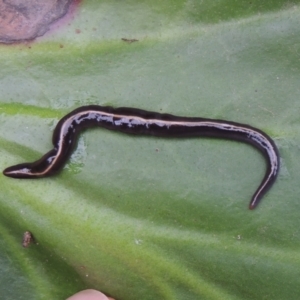 Caenoplana coerulea at Conder, ACT - 15 Nov 2021