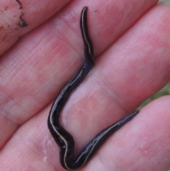 Caenoplana coerulea at Conder, ACT - 15 Nov 2021