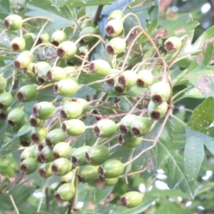 Crataegus laevigata at Narrabundah, ACT - 8 Jan 2022