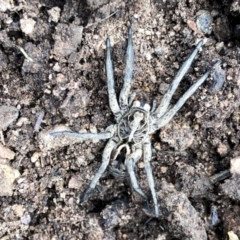 Tasmanicosa sp. (genus) (Unidentified Tasmanicosa wolf spider) at Aranda, ACT - 11 Jan 2022 by KMcCue