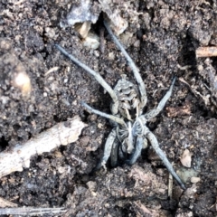 Tasmanicosa sp. (genus) at Aranda, ACT - 12 Jan 2022