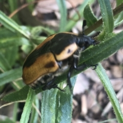 Chondropyga dorsalis (Cowboy beetle) at Belconnen, ACT - 12 Jan 2022 by Dora