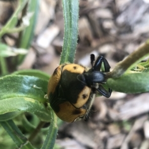 Chondropyga dorsalis at Belconnen, ACT - 12 Jan 2022