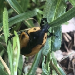 Chondropyga dorsalis at Belconnen, ACT - 12 Jan 2022