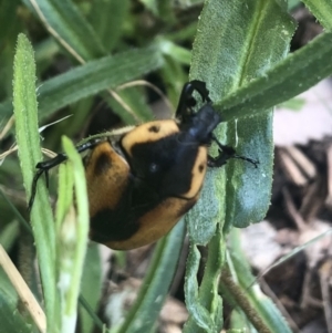 Chondropyga dorsalis at Belconnen, ACT - 12 Jan 2022