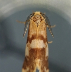 Anestia (genus) (A tiger moth) at Cook, ACT - 11 Jan 2022 by CathB