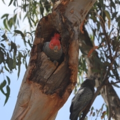 Callocephalon fimbriatum (Gang-gang Cockatoo) at Aranda, ACT - 26 Dec 2021 by Tammy