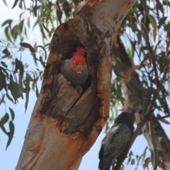 Callocephalon fimbriatum (Gang-gang Cockatoo) at Aranda, ACT - 25 Dec 2021 by Tammy