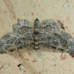 Chloroclystis catastreptes (Green and Brown Carpet) at Cook, ACT - 12 Jan 2022 by CathB