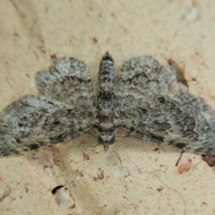 Chloroclystis catastreptes (Green and Brown Carpet) at Cook, ACT - 11 Jan 2022 by CathB