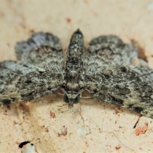 Chloroclystis catastreptes at Cook, ACT - 12 Jan 2022