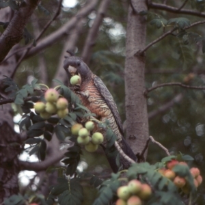 Callocephalon fimbriatum at Campbell, ACT - suppressed