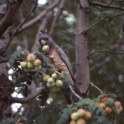 Callocephalon fimbriatum (Gang-gang Cockatoo) at Mount Ainslie to Black Mountain - 12 Jan 2022 by Tammy