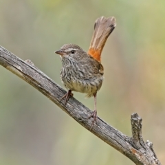 Hylacola pyrrhopygia (Chestnut-rumped Heathwren) at Stromlo, ACT - 10 Jan 2022 by Kenp12