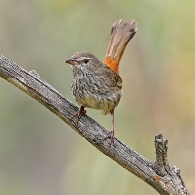 Hylacola pyrrhopygia (Chestnut-rumped Heathwren) at Block 402 - 10 Jan 2022 by Kenp12