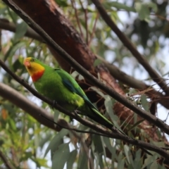 Polytelis swainsonii (Superb Parrot) at Cook, ACT - 11 Jan 2022 by Tammy