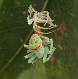 Araneus circulissparsus (species group) at Cook, ACT - 11 Jan 2022