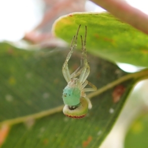 Araneus circulissparsus (species group) at Cook, ACT - 11 Jan 2022