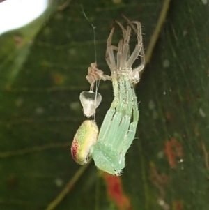 Araneus circulissparsus (species group) at Cook, ACT - 11 Jan 2022