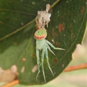 Araneus circulissparsus (species group) at Cook, ACT - 11 Jan 2022