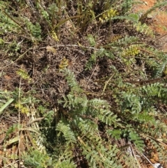 Acaena (genus) (A Sheep's Burr) at Symonston, ACT - 30 Nov 2021 by CallumBraeRuralProperty