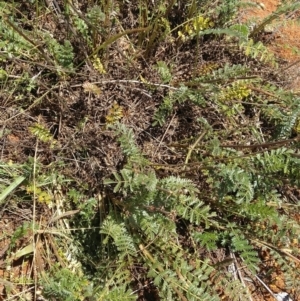 Acaena (genus) at Symonston, ACT - 30 Nov 2021