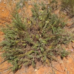 Acaena (genus) at Symonston, ACT - 30 Nov 2021