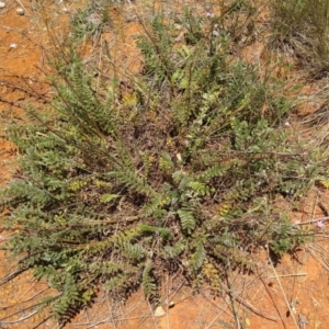 Acaena (genus) at Symonston, ACT - 30 Nov 2021